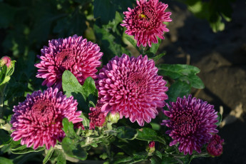 Картинка цветы хризантемы розовые