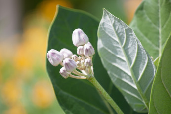 Картинка цветы bob decker макро листья бутоны