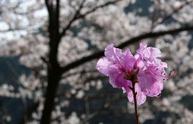 Обои картинки фото цветы, рододендроны , азалии, сиреневые, ветки, дерево