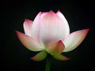 Картинка цветы лотосы фон лепестки