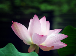 Картинка цветы лотосы фон лепестки