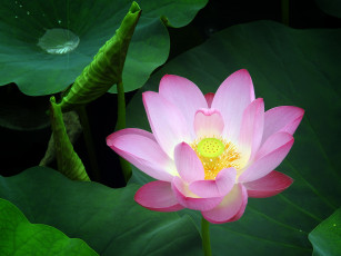 Картинка цветы лотосы фон лепестки