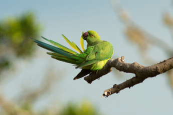 Картинка животные попугаи природа ветка попугай птица