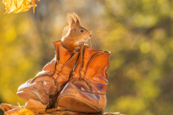 Картинка животные белки осень ботинки грызун животное белка