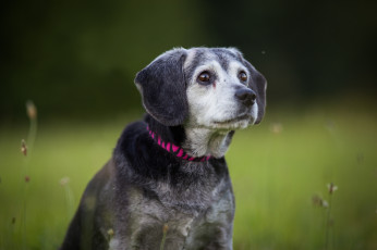Картинка животные собаки друг собака взгляд