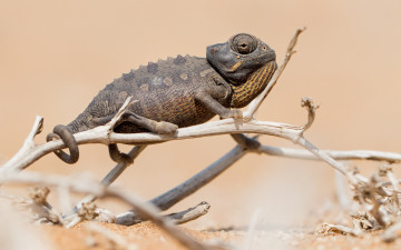 Картинка животные хамелеоны природа chameleon фон