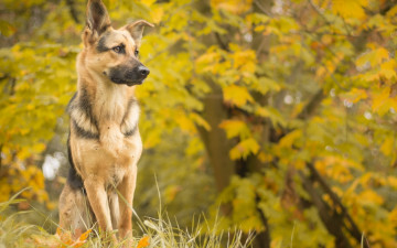 Картинка животные собаки друг взгляд собака