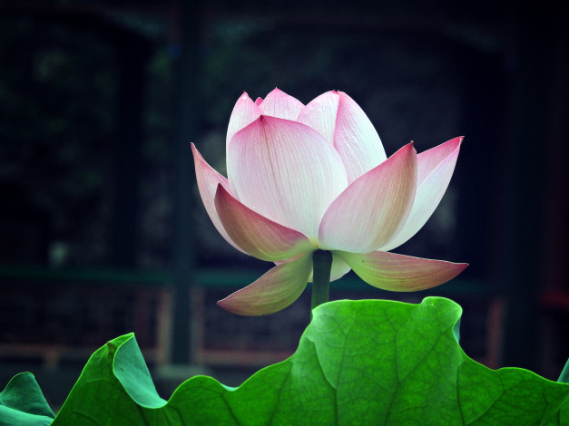 Обои картинки фото цветы, лотосы, фон, лепестки