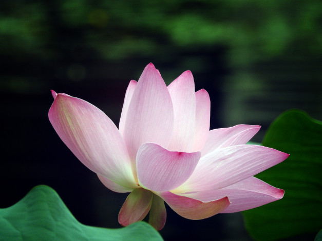 Обои картинки фото цветы, лотосы, фон, лепестки