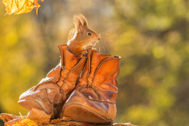 Обои картинки фото животные, белки, осень, ботинки, грызун, животное, белка