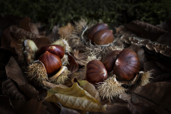 Картинка еда орехи +каштаны +какао-бобы орешки