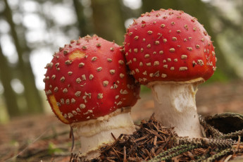 Картинка природа грибы +мухомор грибочки