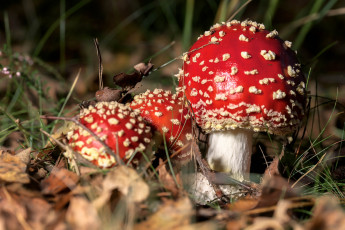 Картинка природа грибы +мухомор грибочки