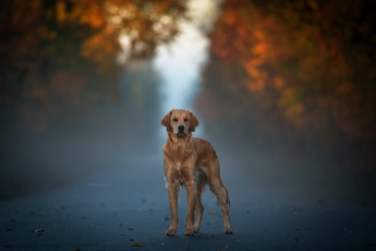 Картинка животные собаки собака взгляд