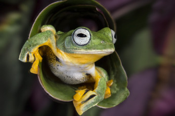 Картинка животные лягушки желоб зеленая лягушка