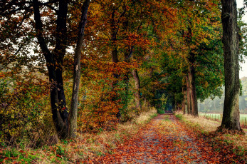 Картинка природа дороги тракт