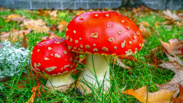 Картинка природа грибы +мухомор грибочки