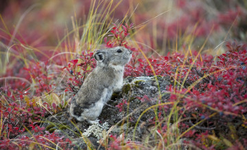 Картинка животные крысы +мыши трава грызун лишайник мох камни