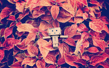 обоя разное, данбо , danboard, коробочка