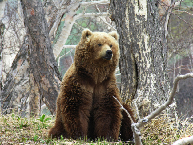 Обои картинки фото бурый медведь, животные, медведи, медведь, камчатка, бурый