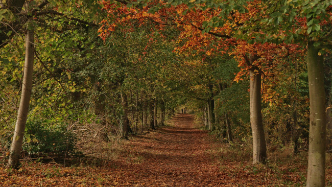 Обои картинки фото природа, дороги, тракт