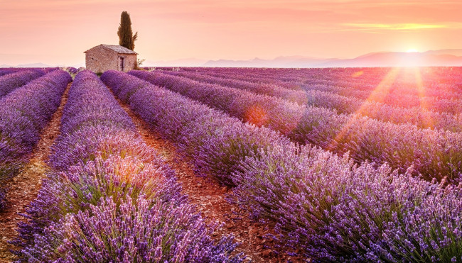 Обои картинки фото цветы, лаванда, лучи, закат, сарай, ряды, поле