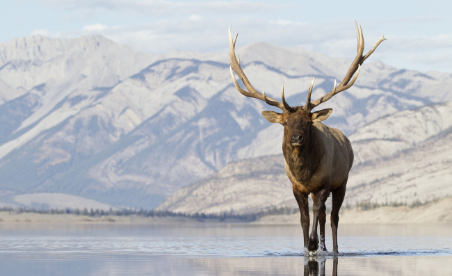 Обои картинки фото животные, олени, озеро, снег, горы, вапити, олень