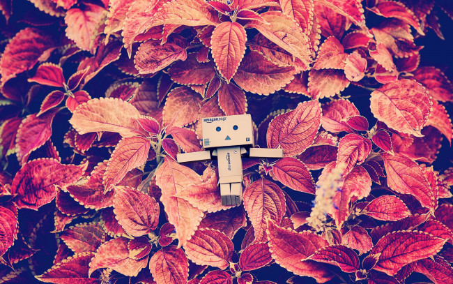 Обои картинки фото разное, данбо , danboard, коробочка