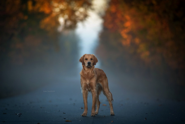 Обои картинки фото животные, собаки, собака, взгляд