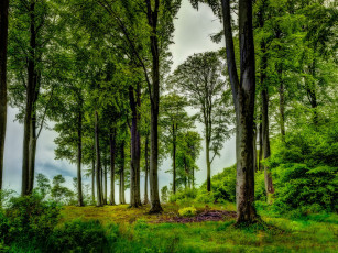 Картинка природа деревья простор