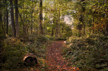 Картинка природа лес простор