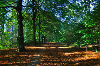 Картинка природа дороги простор