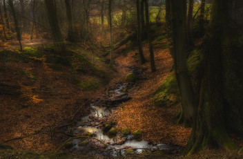 Картинка природа лес простор