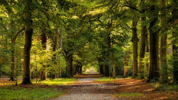 Картинка природа дороги простор