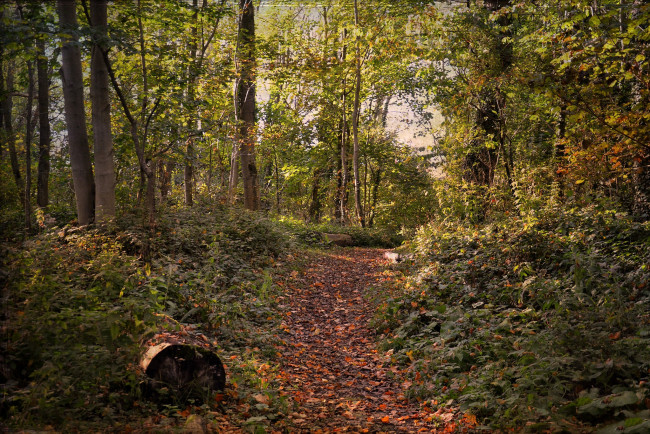 Обои картинки фото природа, лес, простор