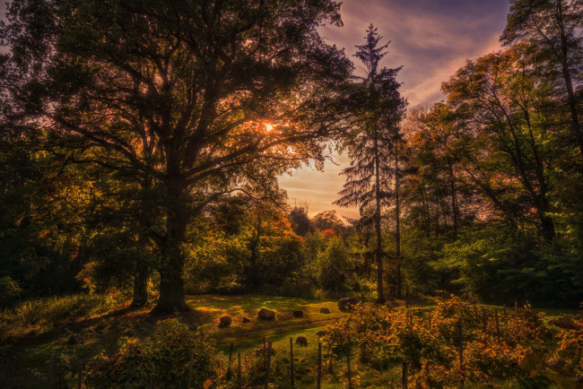 Обои картинки фото природа, лес, простор