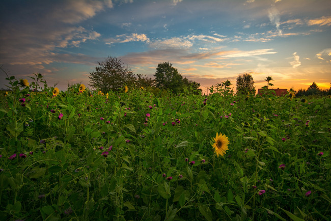 Обои картинки фото природа, поля, простор