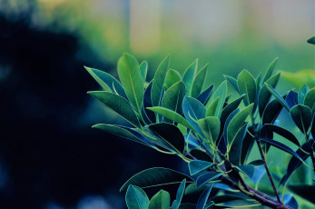 Картинка природа листья ветка