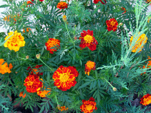 Картинка цветы бархатцы тагетес