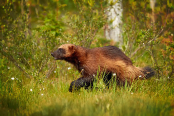 Картинка росомаха животные росомахи животное хищник млекопитающее куньи опасное мех когти