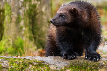 Картинка росомаха животные росомахи животное хищник млекопитающее куньи опасное мех когти