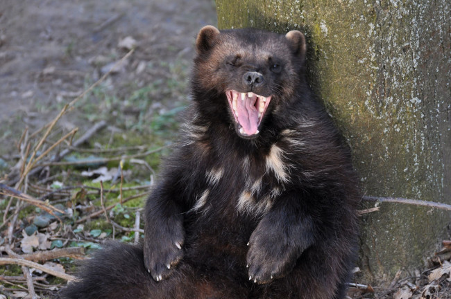 Обои картинки фото росомаха, животные, росомахи, животное, хищник, млекопитающее, куньи, опасное, мех, когти