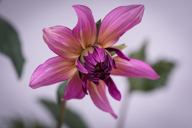 Обои картинки фото цветы, георгины, макро