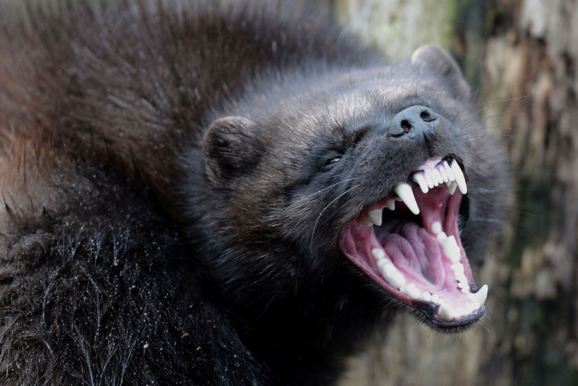 Обои картинки фото росомаха, животные, росомахи, животное, хищник, млекопитающее, куньи, опасное, мех, когти