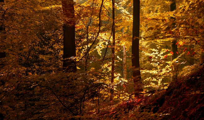 Обои картинки фото природа, лес, листья, осень