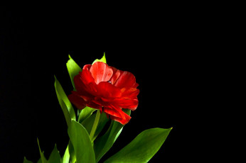 обоя цветы, тюльпаны, тюльпан, красный