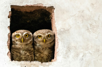 обоя животные, совы, пара, окно