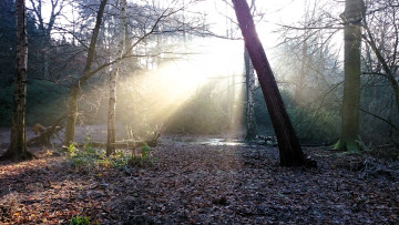 обоя природа, лес, деревья, осень, листья, ручей