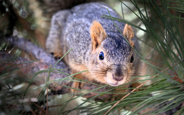 обоя животные, белки, белка, дерево, сосна, ветки, хвоя, иголки