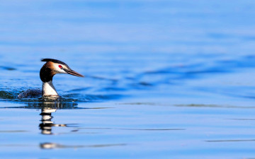 обоя животные, чомги , поганки, чомга, птица, озеро